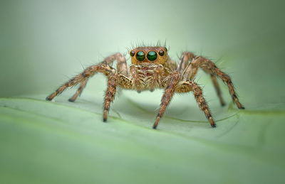 Close-up of spider