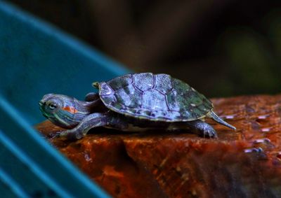 Close-up of a turtle