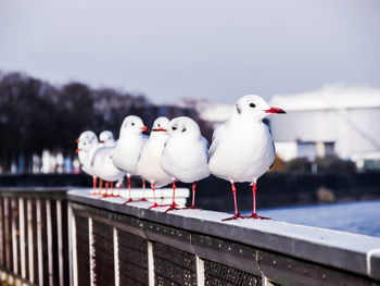 Seagull perching on railing against retaining wall