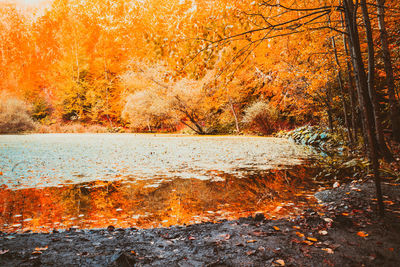 Scenic view of lake in forest during autumn