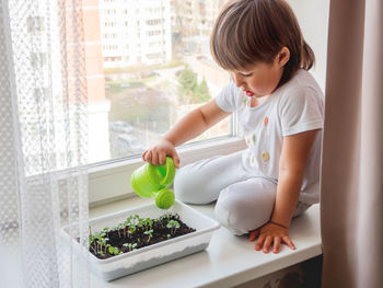Toddler boy waters green seedlings of basil. child with green watering can.kid first first duties