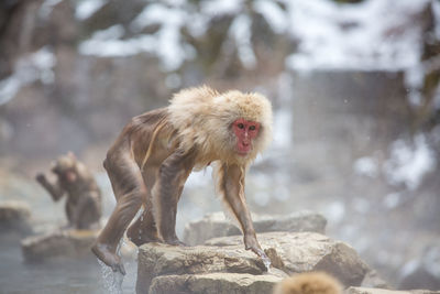 Monkey on rock