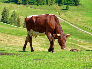 Cows grazing in a field