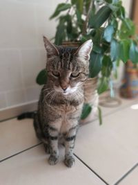 Close-up of cat sitting