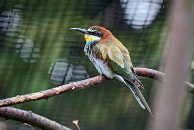 Close-up of bird perching on branch