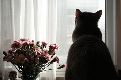 Cat sitting by window at home