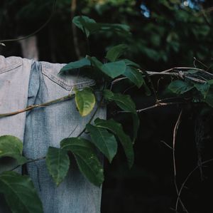 Close-up of jeans by leaves on clothesline