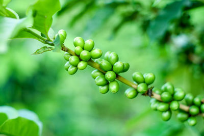 Close-up of berries growing on tree