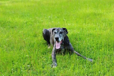 Portrait of dog standing on field