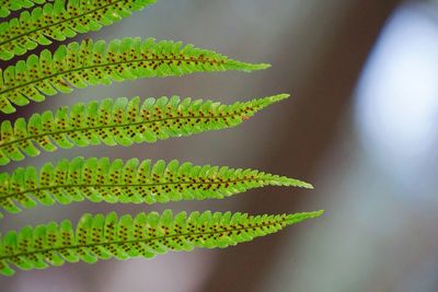 Green fern leaves texture