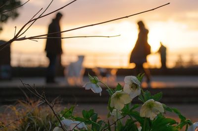 Close-up of silhouette plants against sky during sunset