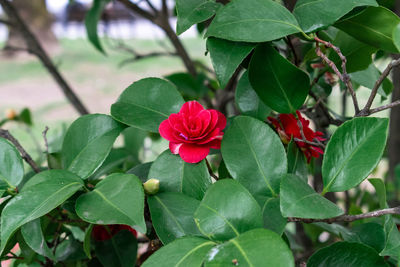 Close-up of red rose on plant