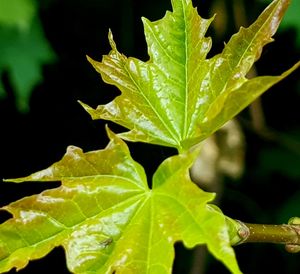 Close-up of wet plant leaves