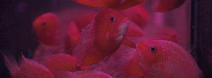 Close-up of pink flowers