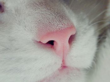 A little feline nose // nikon coolpix b500