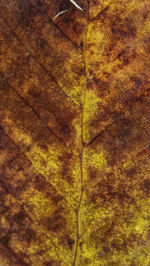 Full frame shot of yellow leaf