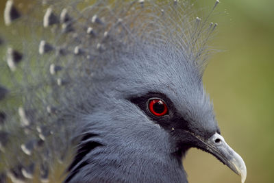 Close-up of a bird looking away