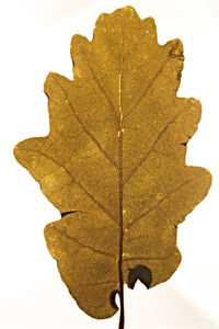 Close-up of dry maple leaves against white background