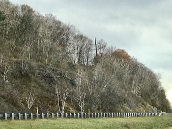 Trees on field against sky