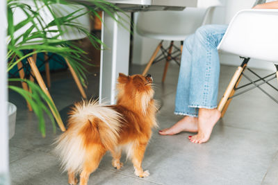 Red pomeranian dog near young woman on kitchen at home