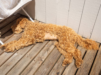 High angle view of an animal on hardwood floor