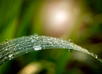 Close-up of water drops on leaf