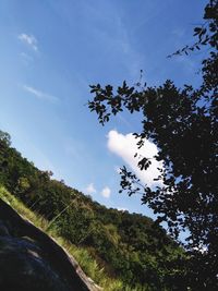 Low angle view of trees against blue sky