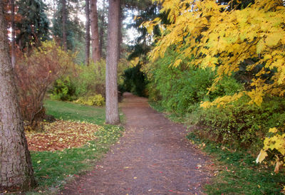 Scenic view of forest during autumn