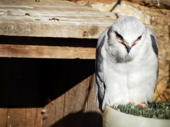 Close-up of a bird