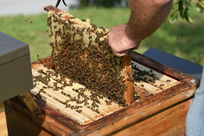 Honeycomb with western honey bees or european honey bee - apis mellifera