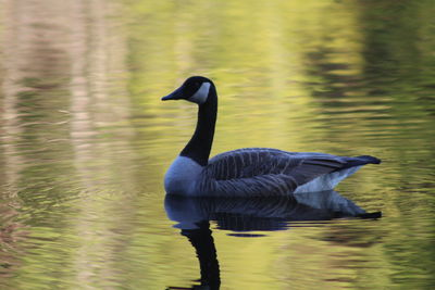 Bird on lake