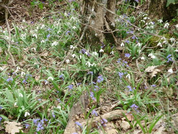 Close-up of plants growing on field