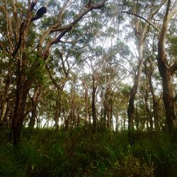 Low angle view of trees in forest