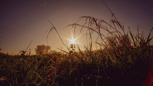 Plants growing on field against sky during sunset