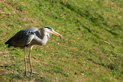 Side view of a bird on field