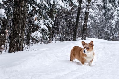 View of a dog on snow covered land