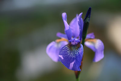 Close-up of purple iris