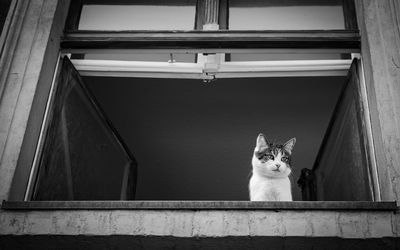 Portrait of a cat looking through window