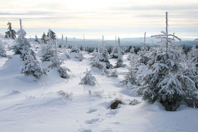 Frozen trees on landscape against sky during winter