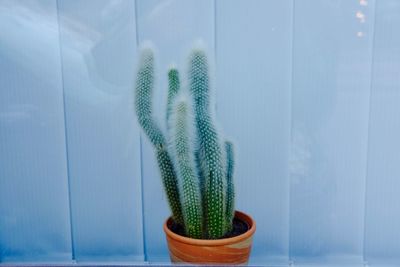 Close-up of cactus plant against the wall