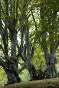 Trees in sunlight