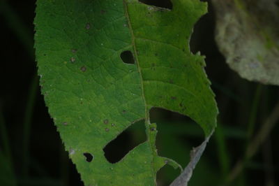 Close-up of leaves