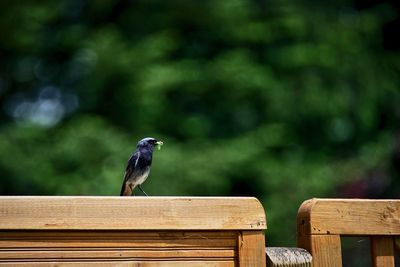 Bird perching on wooden bench