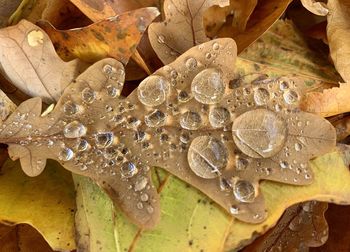 High angle view of raindrops on leaf