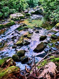 Stream flowing through rocks in forest