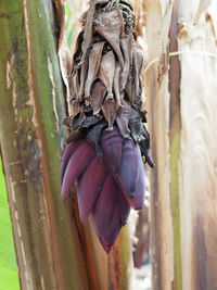 Close-up of banana flower