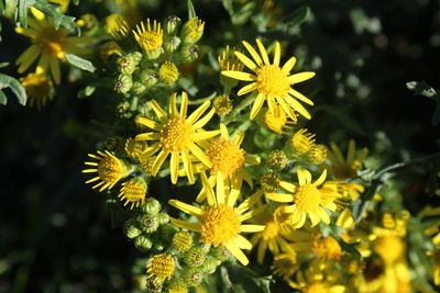 Close-up of yellow flowering plant