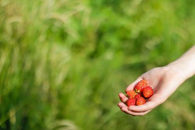 Female hand holding a strawberry against blurred green background. a handful of ripe strawberries