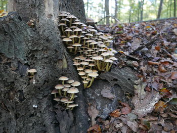 Stack of logs in forest