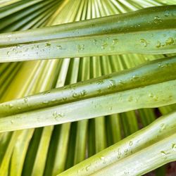 Closup of palmetto fronds.